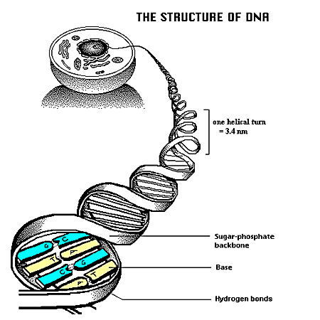 为人类寻根 七 生物资讯的证据 dna与生命起源 下 马六甲福音堂