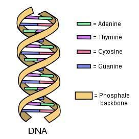 DNA与生命起源1
