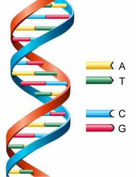 DNA与生命起源4