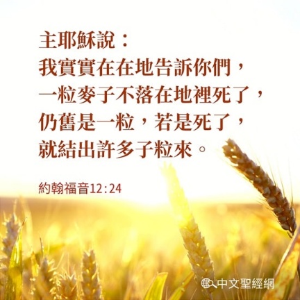 一粒麦子死了