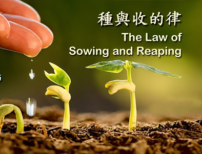 撒种与收成